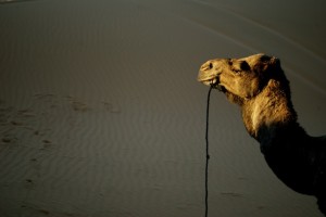 Kamel, Sahara