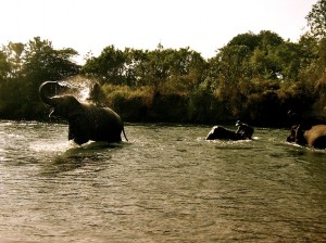 Bathing elephants, Thailand