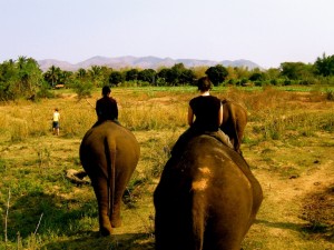 Volunteering with Wildlife Friends of Thailand