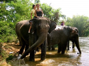 Volunteering with Wildlife Friends of Thailand