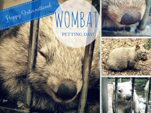 Wombat Petting