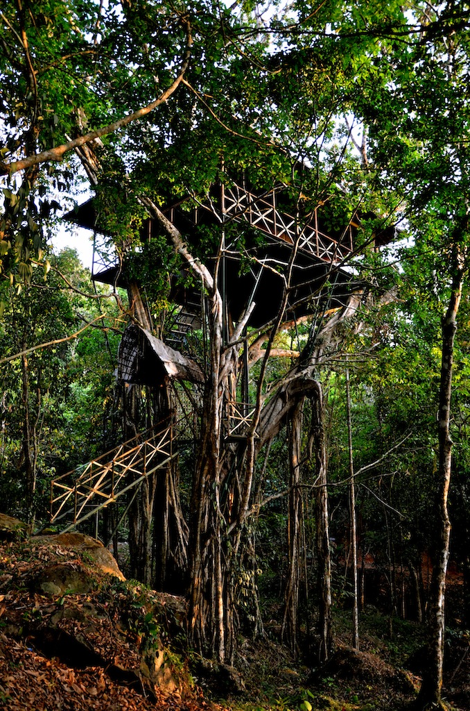tree house, wayanad, india