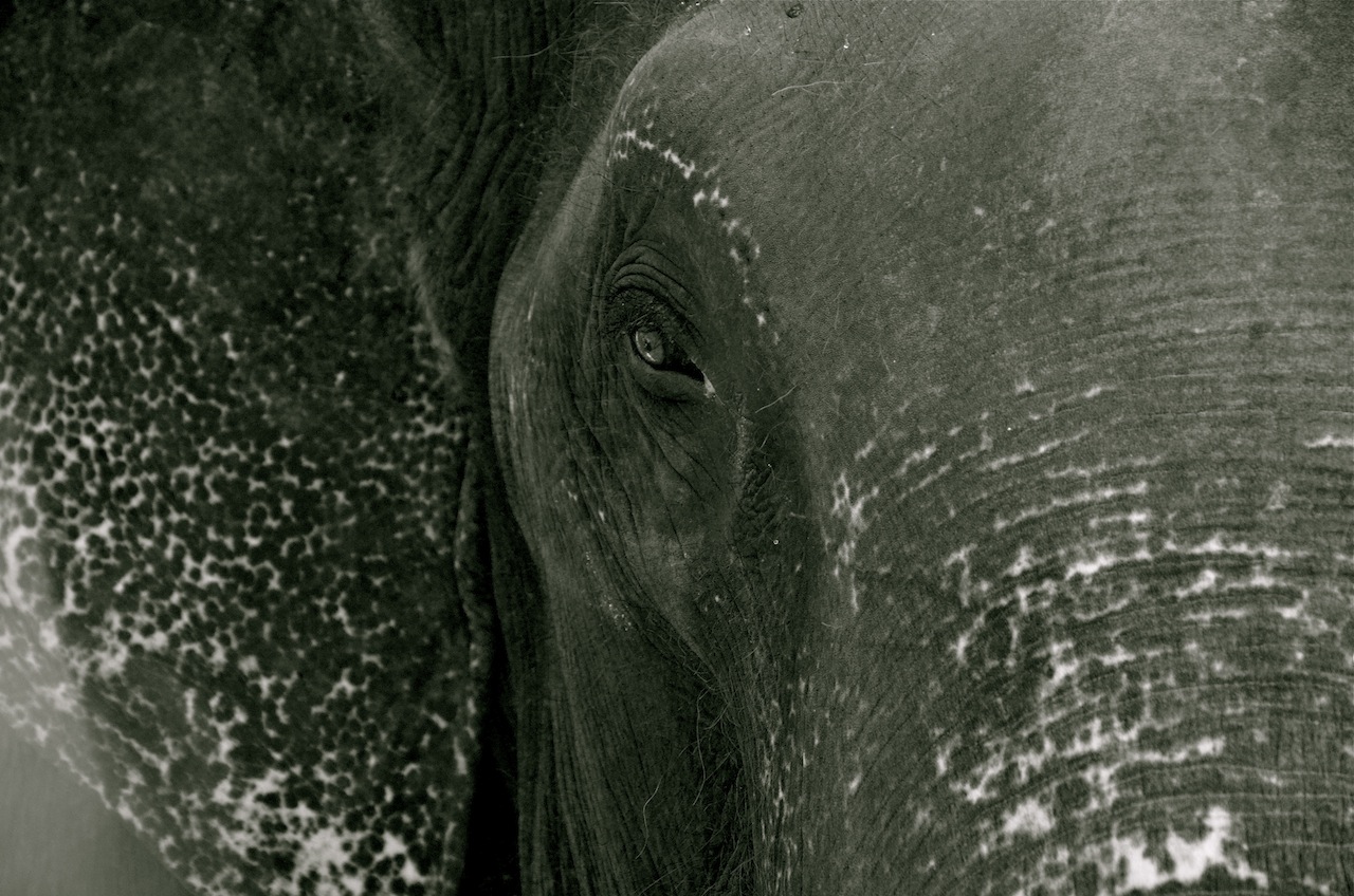 Elefant, Indien