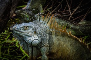 Iguana Ventanillas