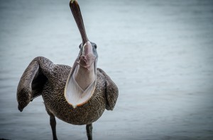 Pelikan Chacahua
