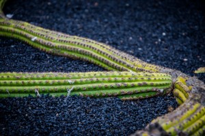 Jardín de Kaktus Lanzarote