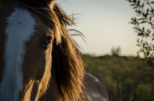 Pferd Uruguay