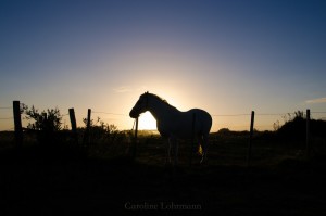 Pferd vor Sonnenuntergang