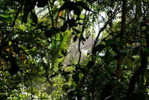 Dschungel Cahuita